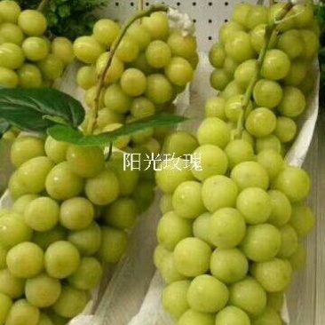 阳光玫瑰