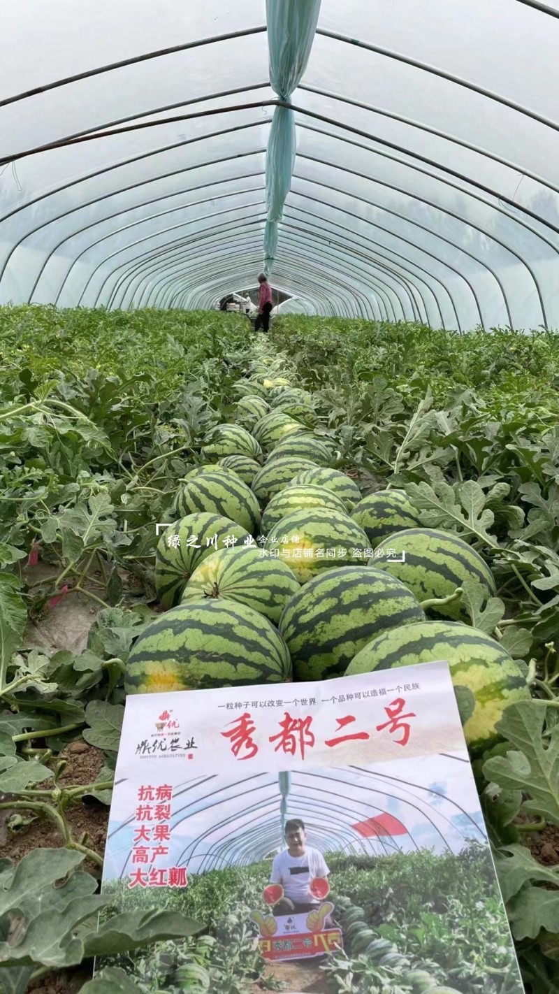 美都西瓜种子大果型鼎**都二号西瓜种子大红瓤西瓜种籽耐裂