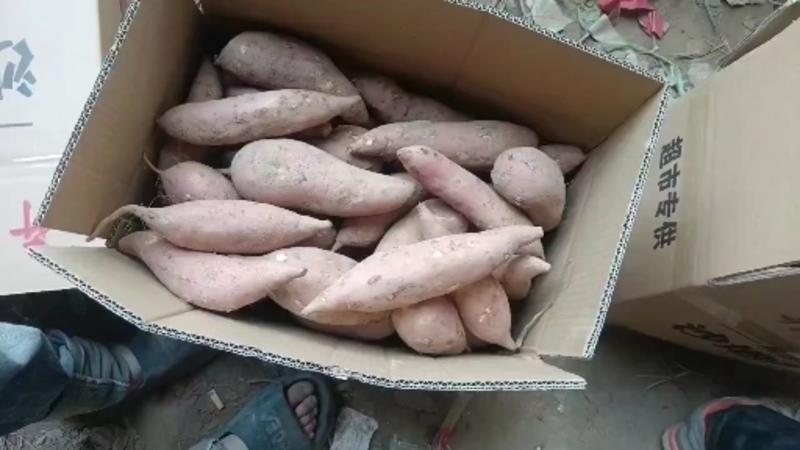 窖存红薯大量有货，欢迎有需要的老板前来选购。