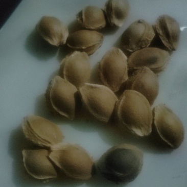 杏核自己家的量不多有要的联系