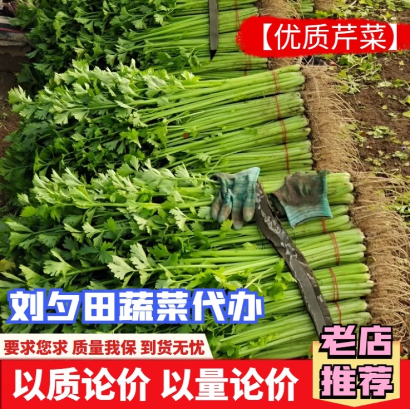 【精选香芹】精品安徽芹菜无夹心粗细均匀低价代发全国