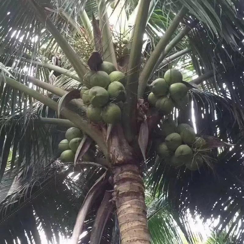 海南椰青，精品椰子，大量上市，电话联系更优惠