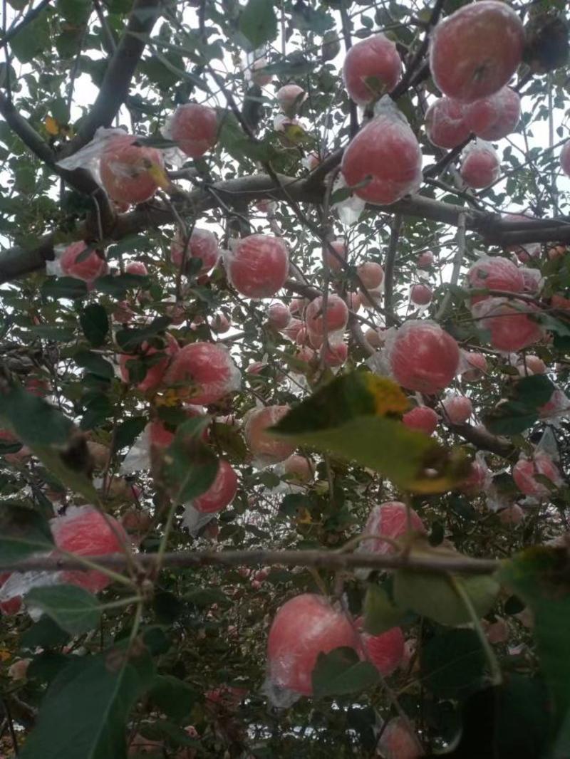 【红富士苹果】山西运城纸加膜红富士苹果产地直发质量保证