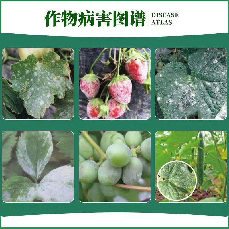 25%乙嘧酚磺酸酯杀菌剂黄瓜白粉病杀菌剂白粉病药白粉病