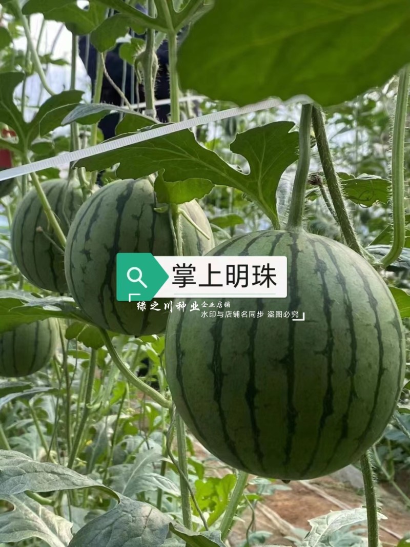 掌上明珠小型礼品西瓜种子超甜冰糖王子甜度高早熟礼品瓜种子