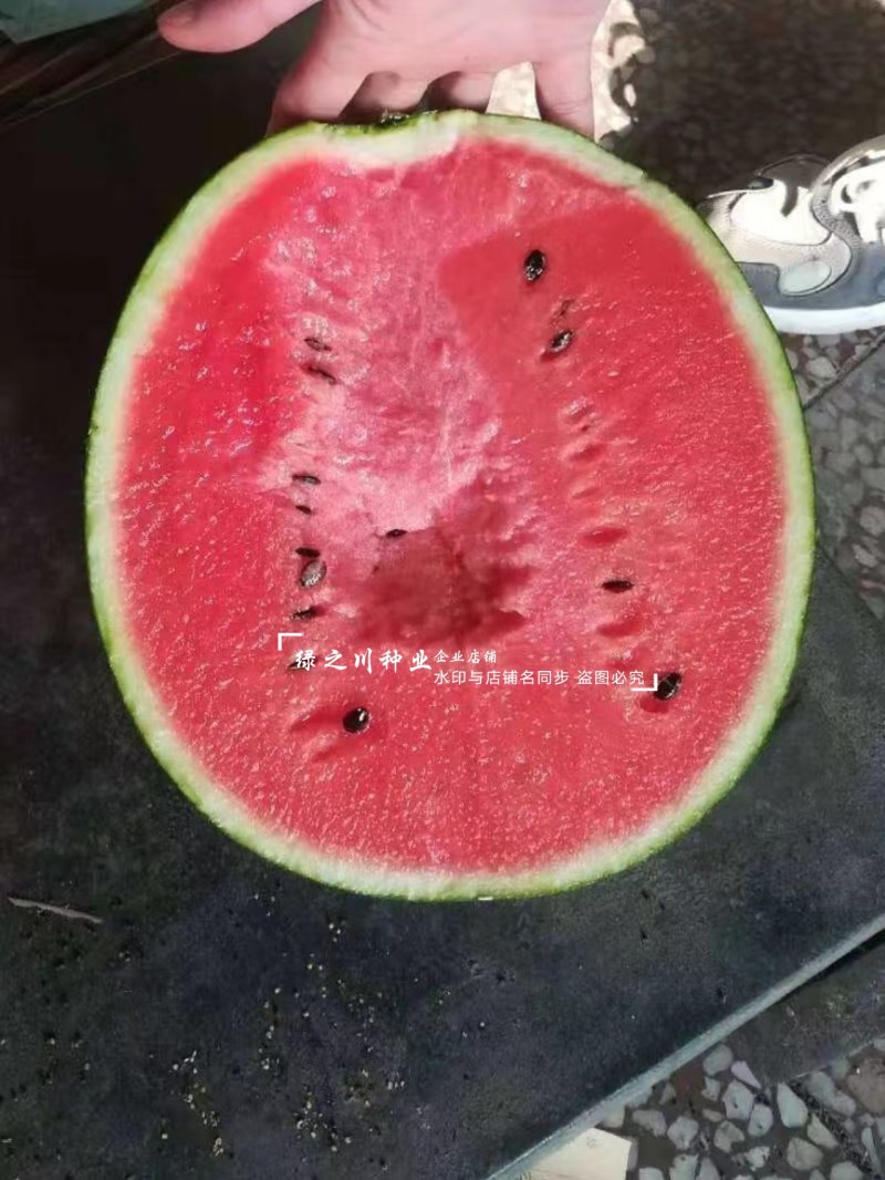 掌上明珠小型礼品西瓜种子超甜冰糖王子甜度高早熟礼品瓜种子