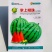 掌上明珠小型礼品西瓜种子超甜冰糖王子甜度高早熟礼品瓜种子