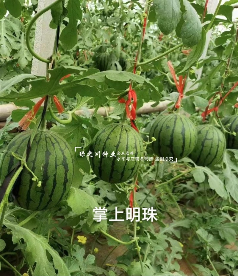 掌上明珠小型礼品西瓜种子超甜冰糖王子甜度高早熟礼品瓜种子
