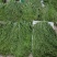 【精选】贡菜干贡菜产地直发货源充足全国接单量大优惠