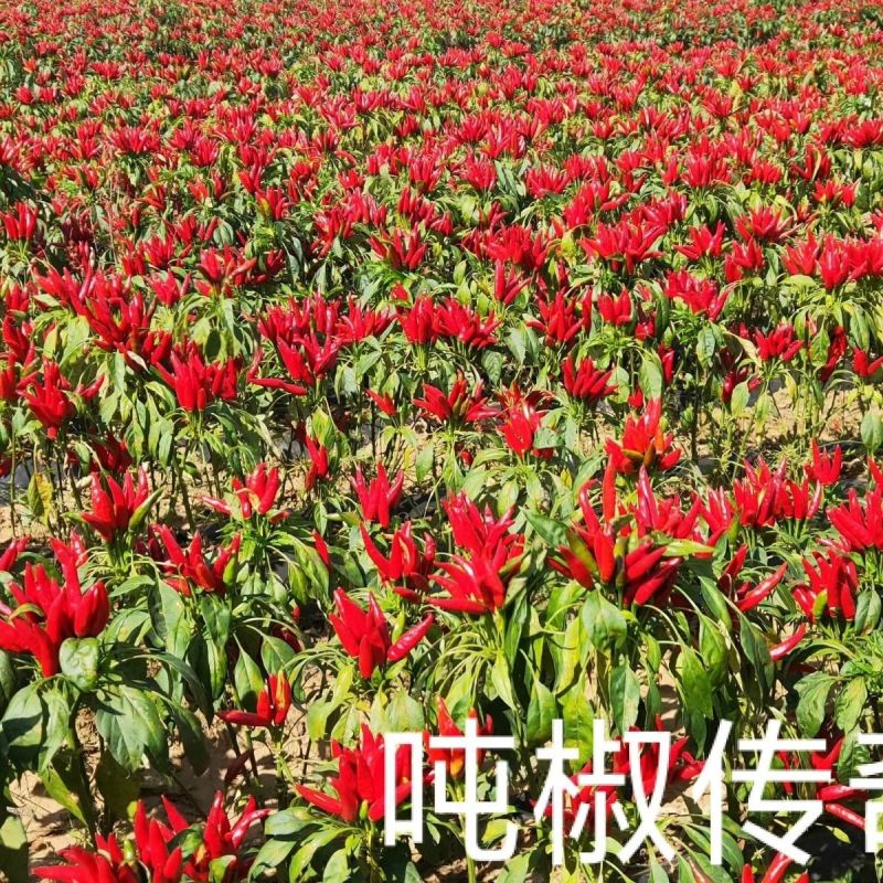 金椒传奇朝天椒种子早熟大果高产簇生朝天椒种子特抗病抗涝辣