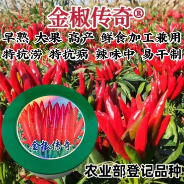 金椒传奇朝天椒种子早熟大果高产簇生朝天椒种子特抗病抗涝辣