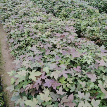 枫香，直发产地，价格实惠，欢迎咨询