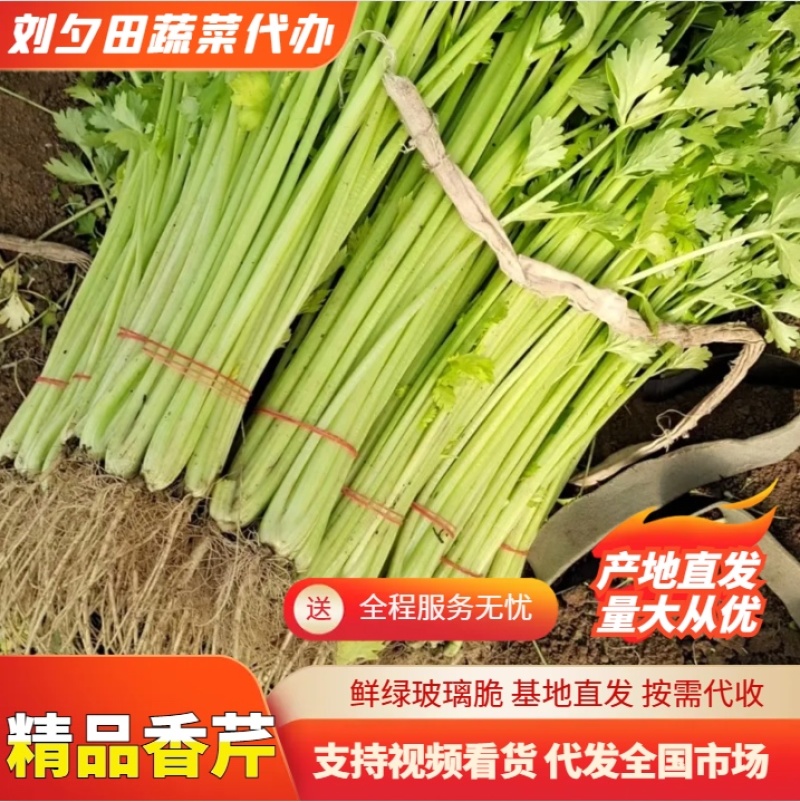 《推荐》安徽毛芹【优质芹菜】口感好货源充足价格合理