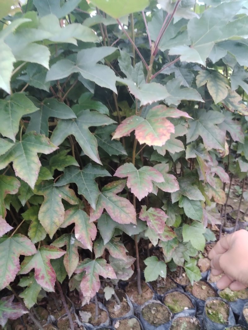 枫香，直发产地，价格实惠，欢迎咨询
