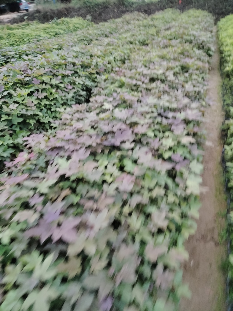 枫香，直发产地，价格实惠，欢迎咨询