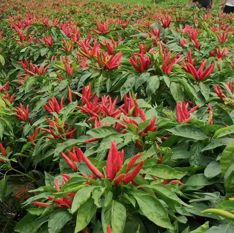杂交簇生朝天椒种子鲜食加工兼用果长一般7-8公分辣味弱