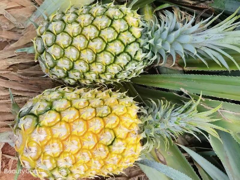 香水菠萝，全球发货，支持转口贸易