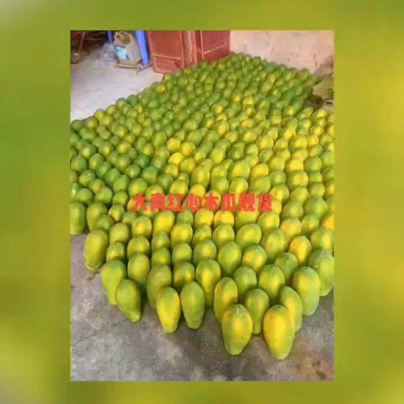 大青红心木瓜原产地出货质量有保障单果0.5/1.5公斤
