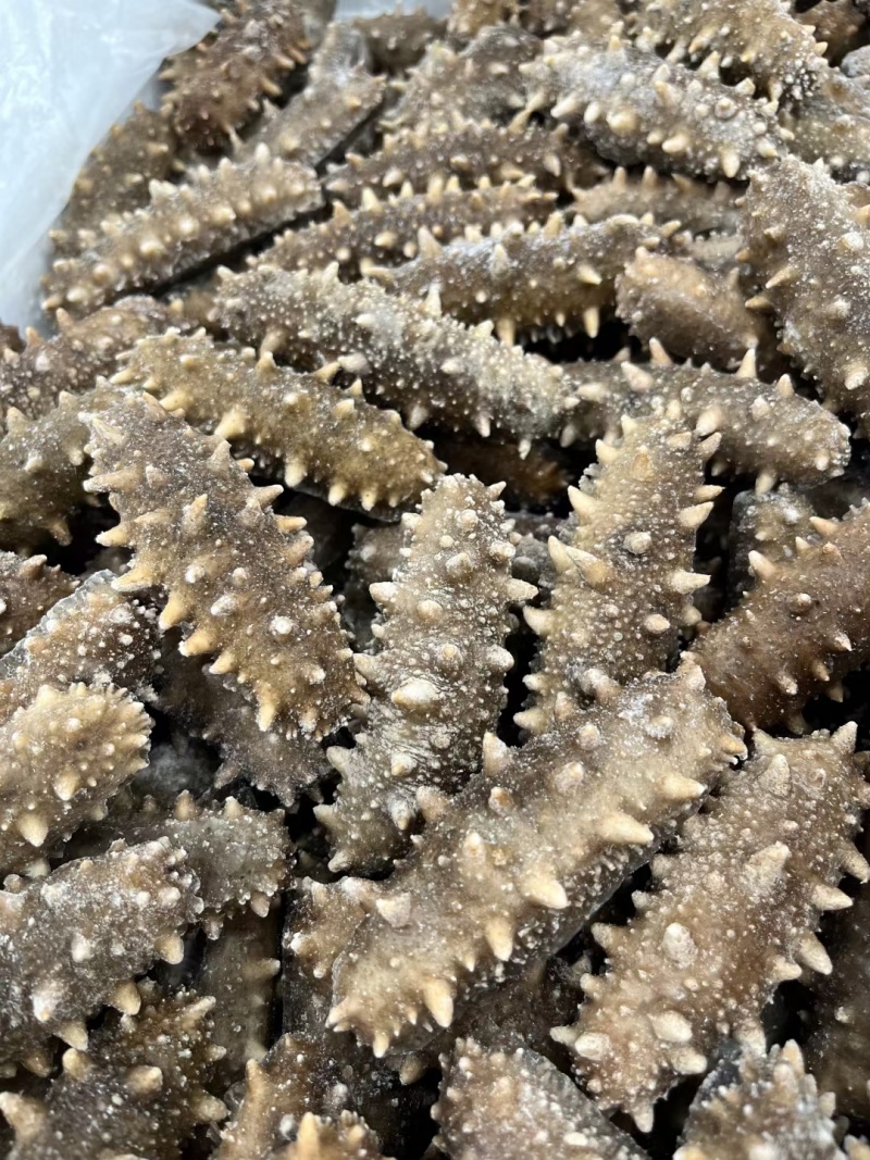 即食海参