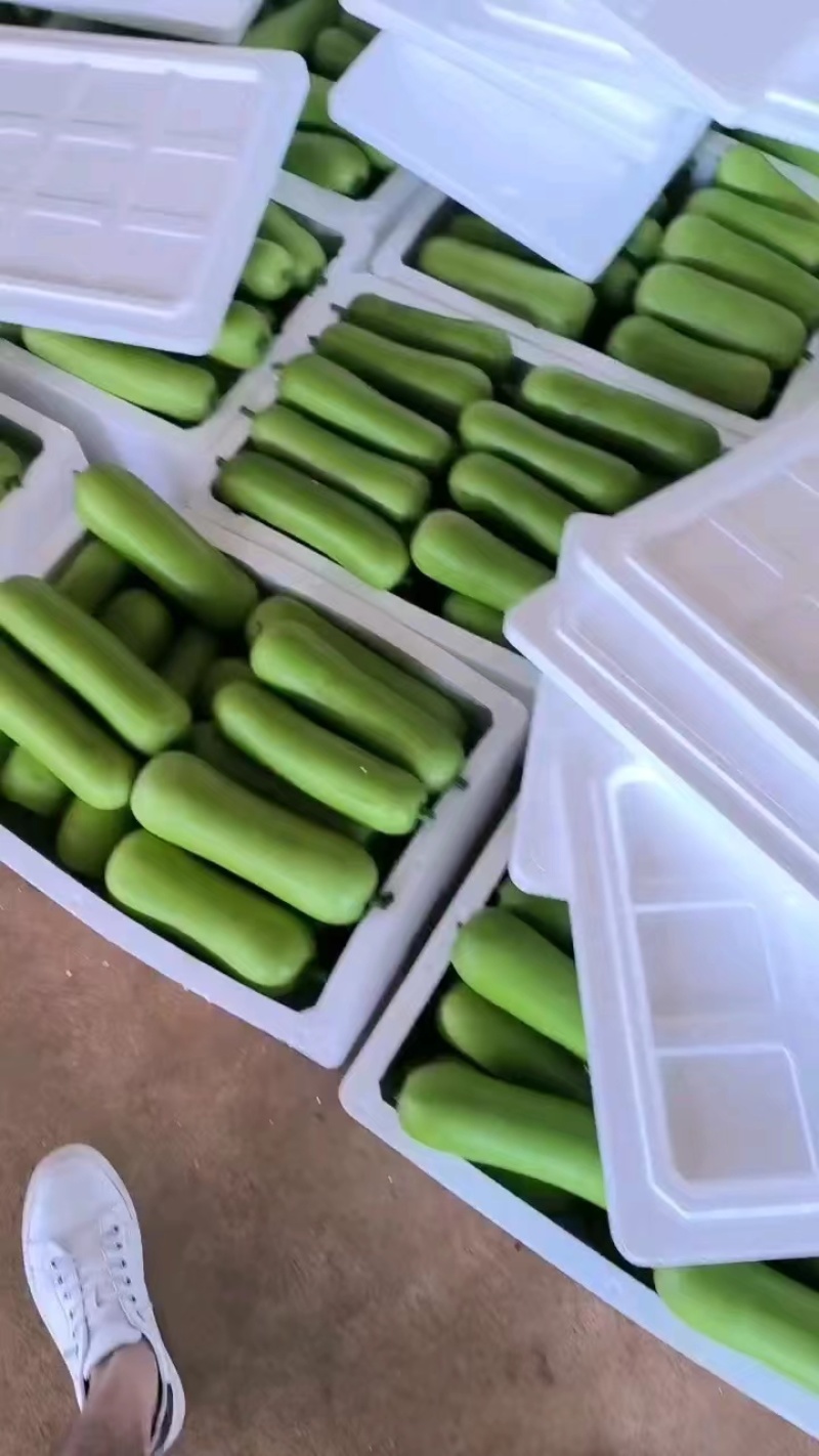 【推荐】蒲瓜瓠瓜大量上市基地供应可视频看货欢迎订购