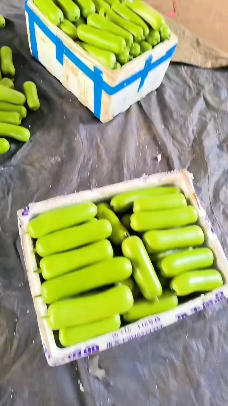 【推荐】蒲瓜瓠瓜大量上市基地供应可视频看货欢迎订购
