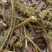 荆芥咀荆芥穗全荆芥全荆芥咀荆芥砠