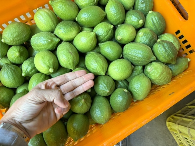 【精品】香水柠檬，广西梧州产地直供质量保证，茶饮专用