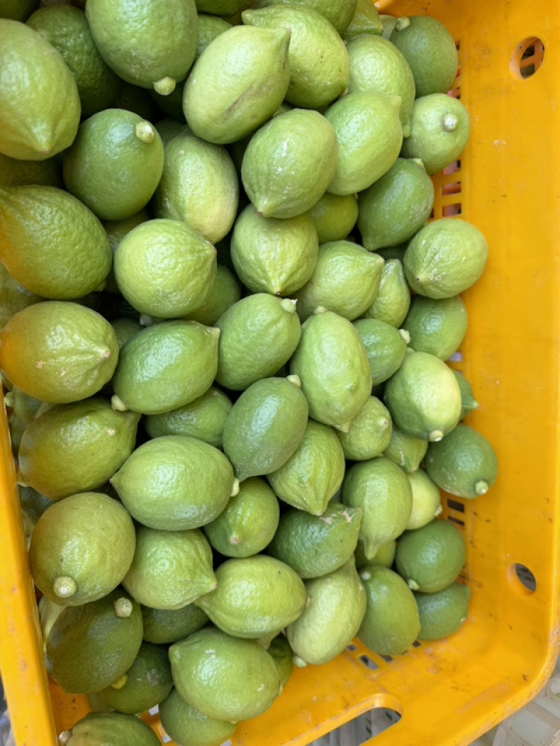 【精品】香水柠檬，广西梧州产地直供质量保证，茶饮专用