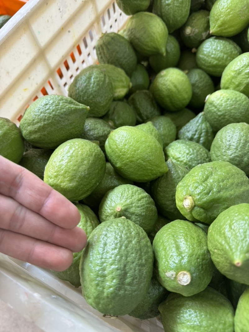 【精品】香水柠檬，广西梧州产地直供质量保证，茶饮专用