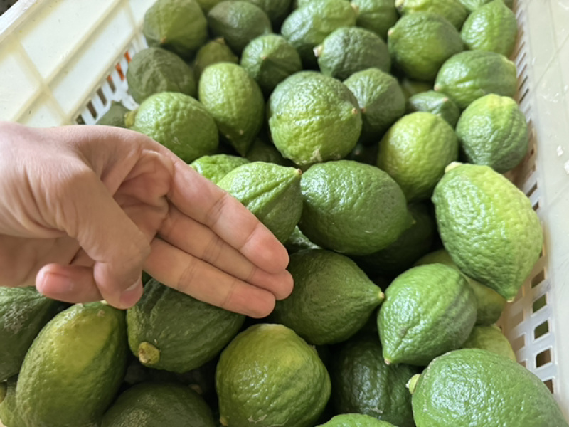 【精品】香水柠檬，广西梧州产地直供质量保证，茶饮专用