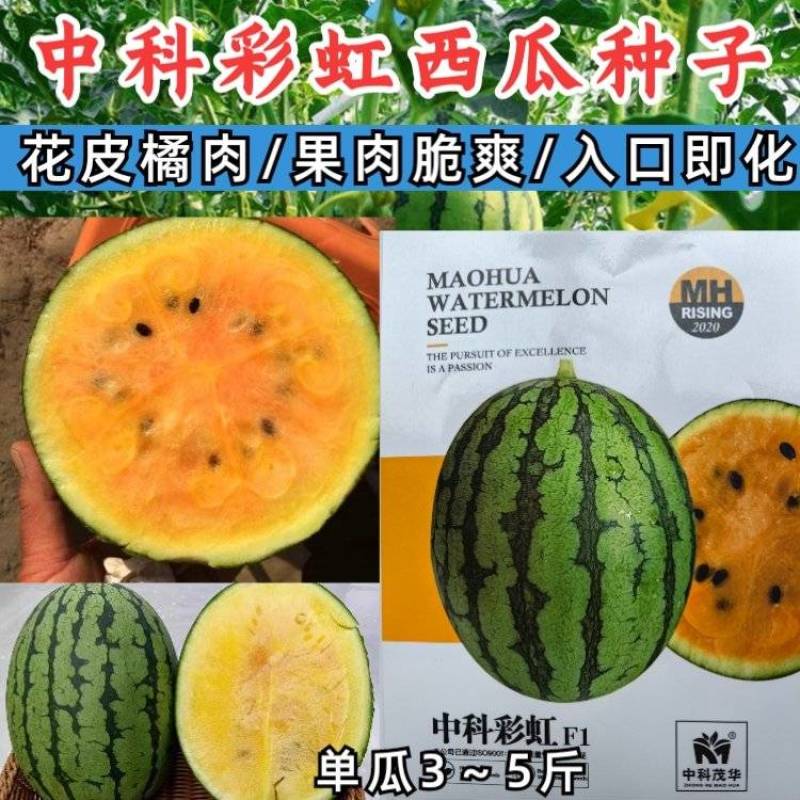 中科彩虹瓜西瓜种子礼品西瓜橙黄瓤橘肉皮薄冰淇淋口感西瓜种