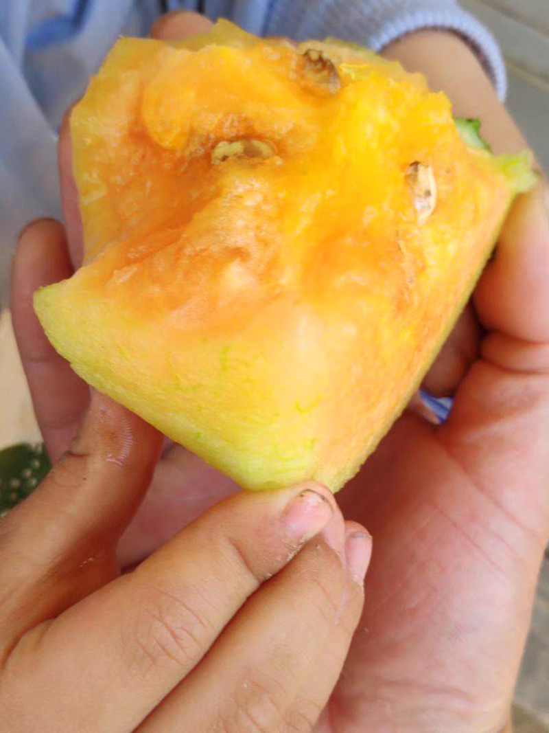 中科彩虹瓜西瓜种子礼品西瓜橙黄瓤橘肉皮薄冰淇淋口感西瓜种