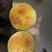 中科彩虹瓜西瓜种子礼品西瓜橙黄瓤橘肉皮薄冰淇淋口感西瓜种