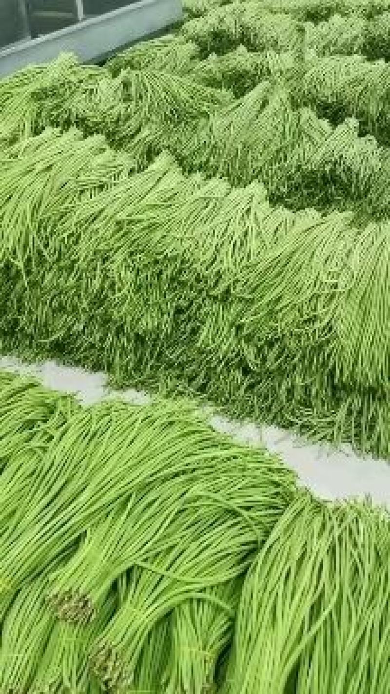 豇豆种子开门大吉翠绿色荚肉厚顺直80厘米长产量高抗病