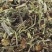 翻白草委陵菜根头菜野鸠旁花黄州白头翁龙牙草