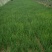 小香葱