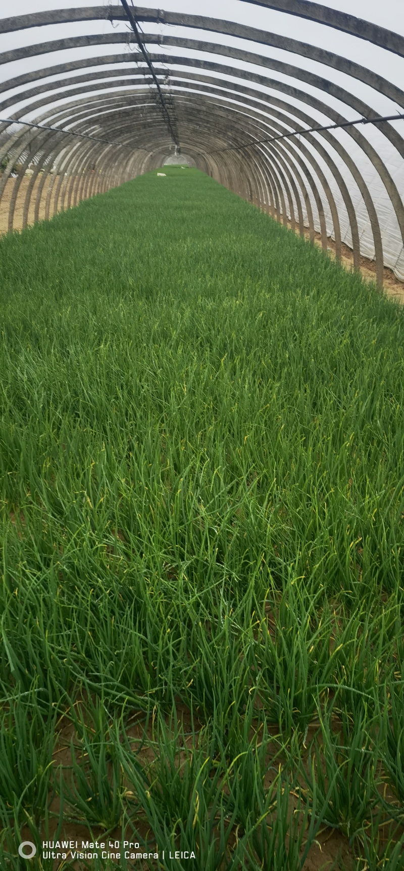 小香葱