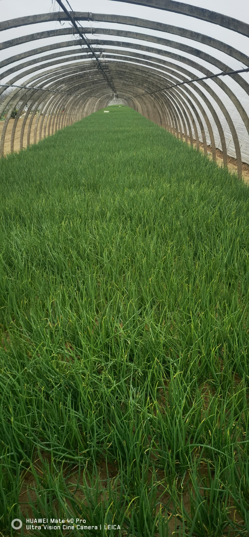 小香葱