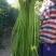 豇豆种子开门大吉翠绿色荚肉厚顺直80厘米长产量高抗病