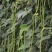 豇豆种子开门大吉翠绿色荚肉厚顺直80厘米长产量高抗病