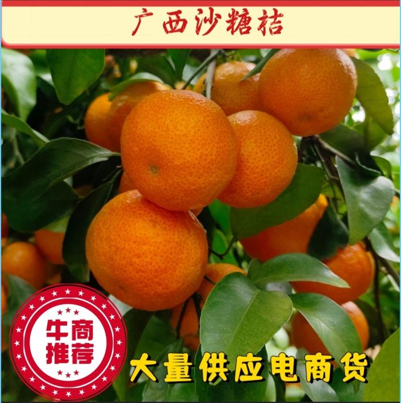 广西砂糖橘沙糖桔通货电商货纯甜无酸大量供应费用低