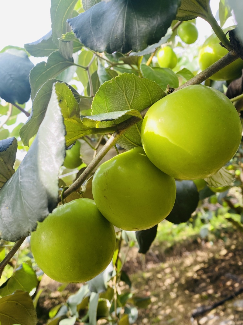 西双版纳苹果枣，甜脆多汁，最新上市，一件代发包邮包售后