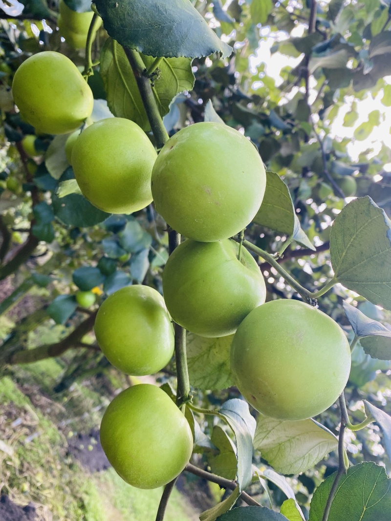 西双版纳苹果枣，甜脆多汁，最新上市，一件代发包邮包售后