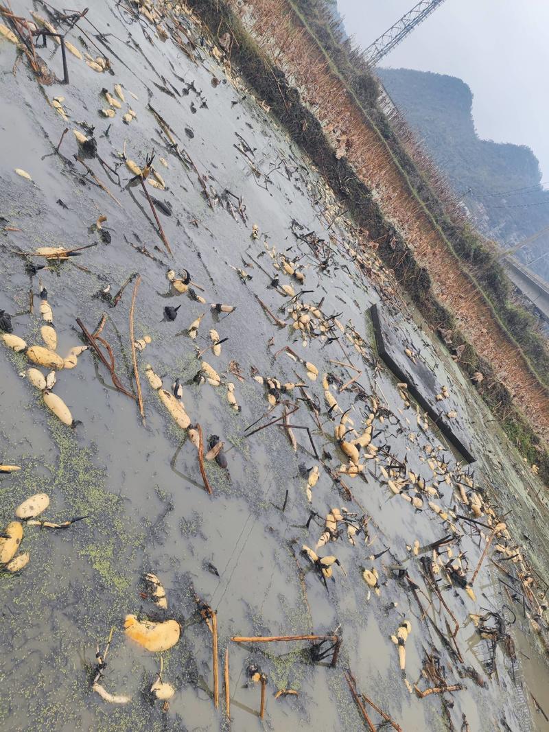 产地批发零售