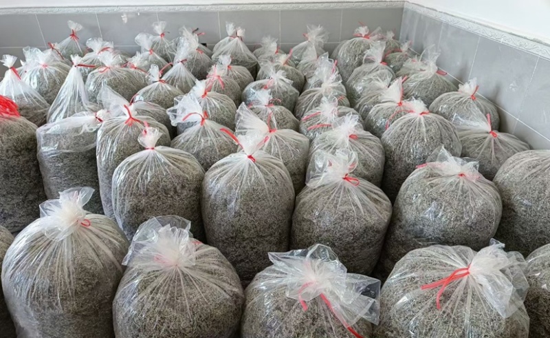 特级芽尖莓茶