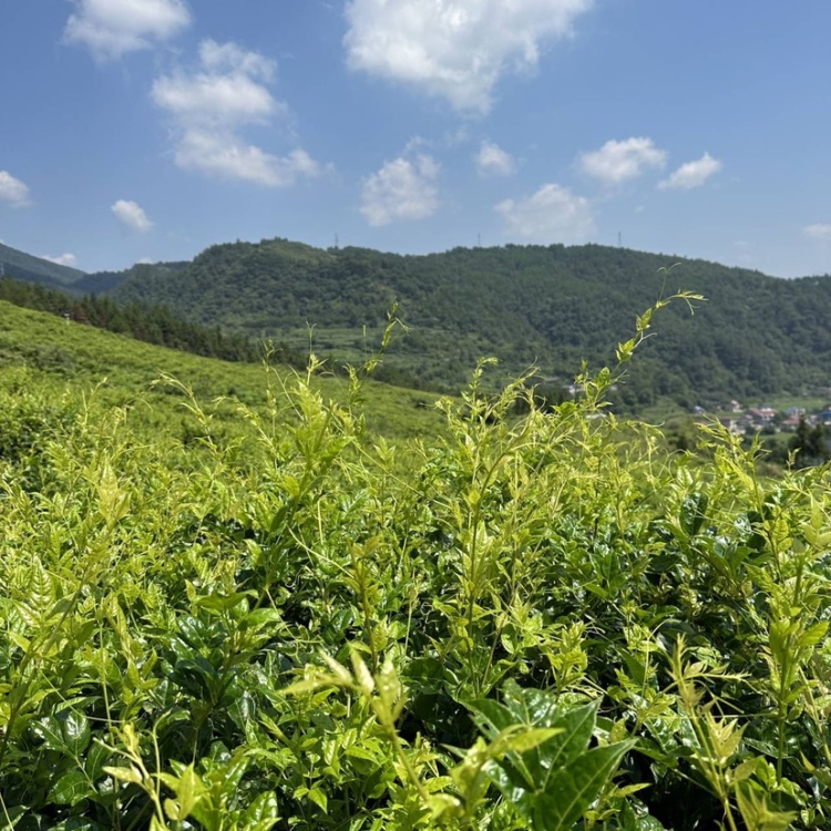 特级芽尖莓茶
