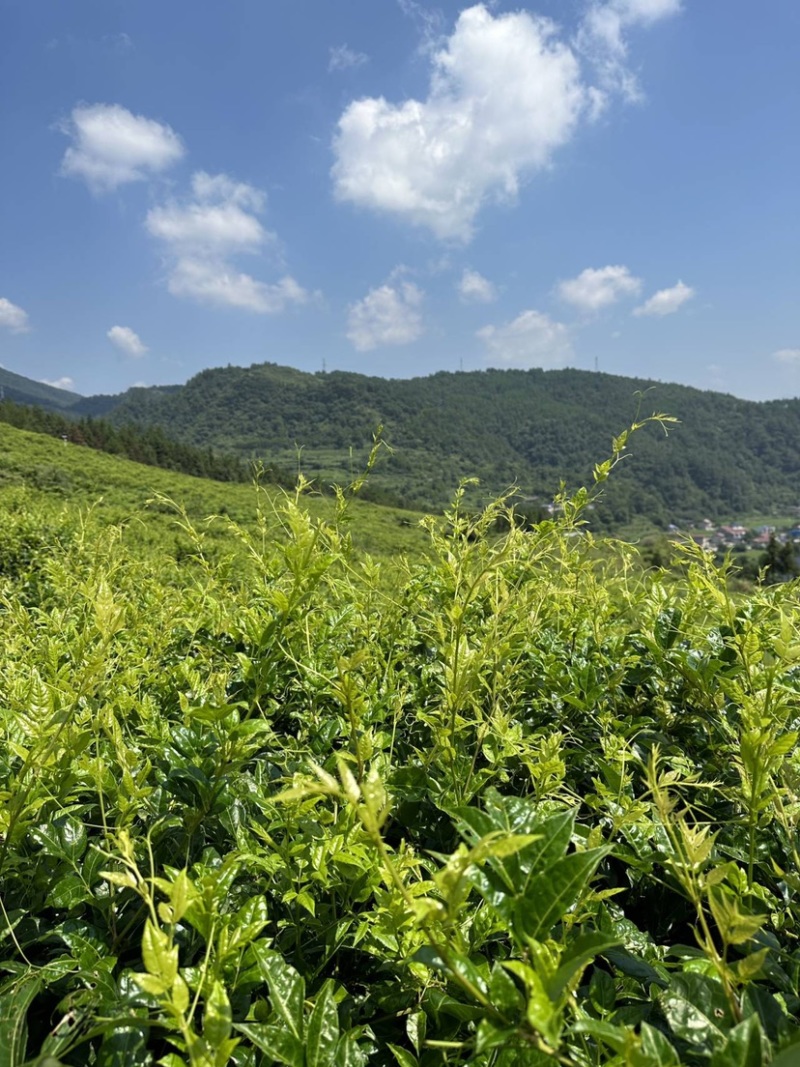 特级芽尖莓茶