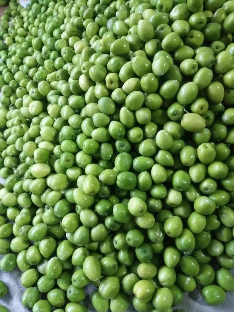 西双版纳大青枣，牛奶枣，高朗，台风产地直供，现摘先发质量