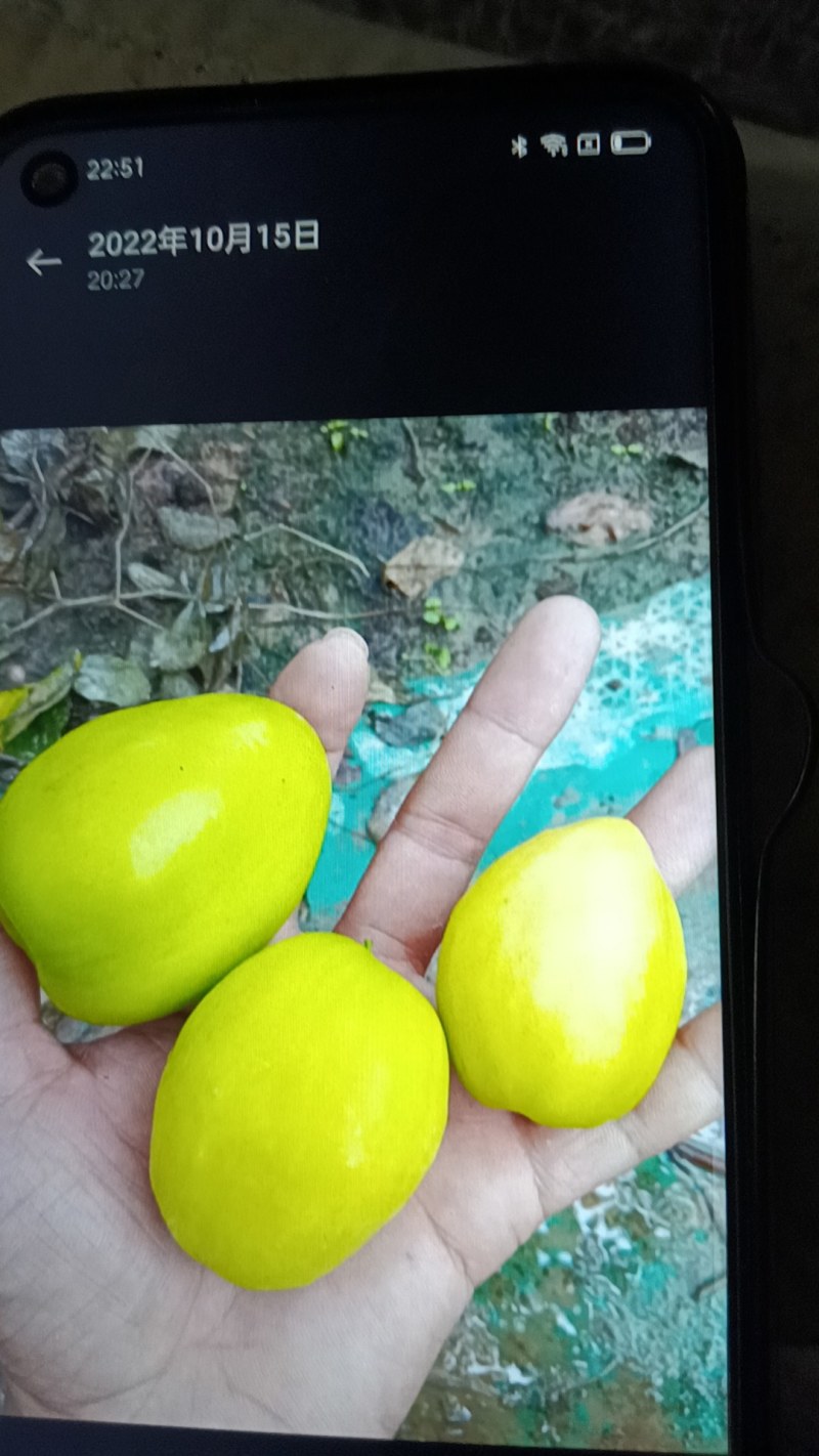 西双版纳大青枣，牛奶枣，高朗，台风产地直供，现摘先发质量