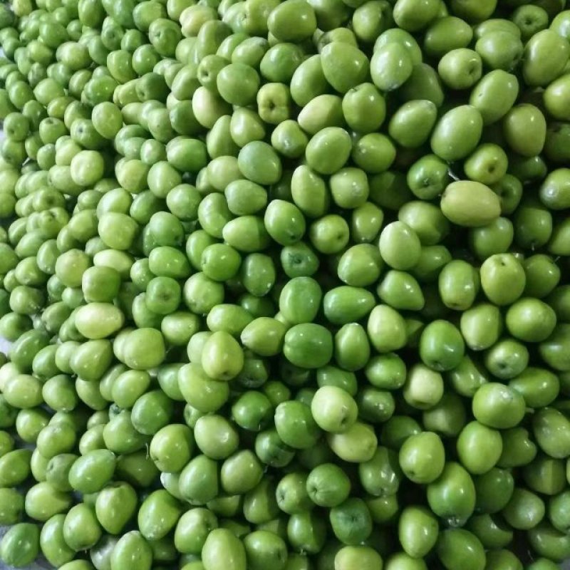 西双版纳大青枣，牛奶枣，高朗，台风产地直供，现摘先发质量
